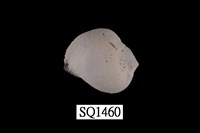 藏品(紫口珊瑚螺)的圖片